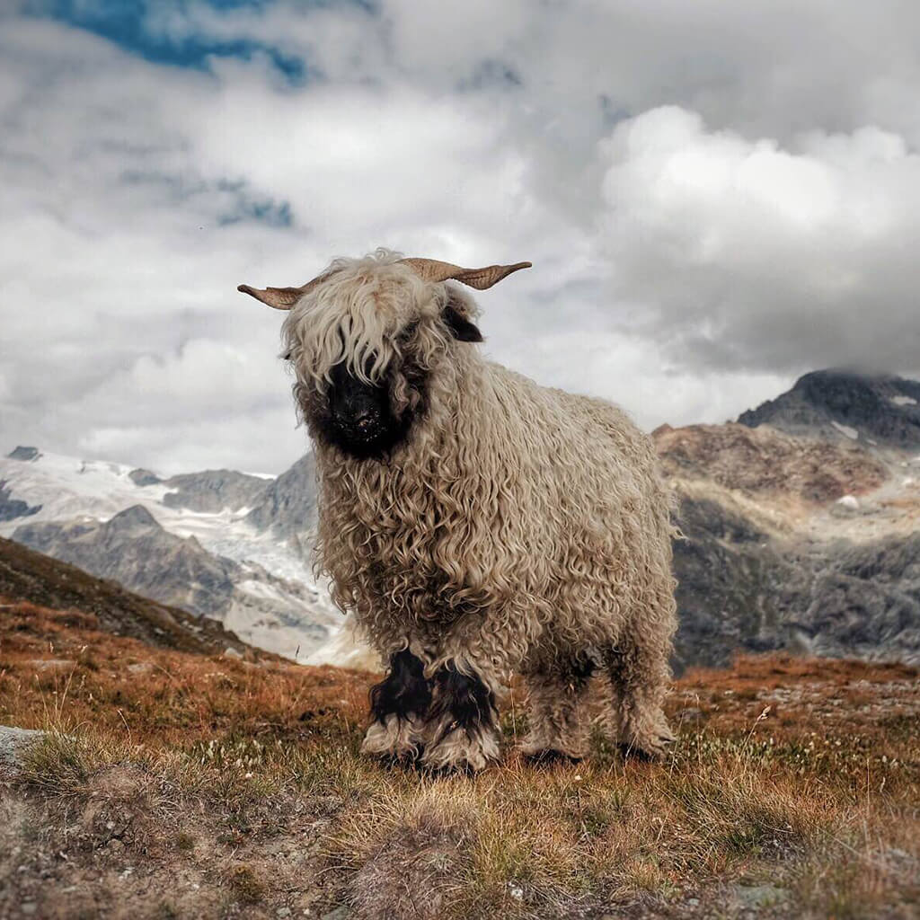 Ein Schwarznasenschaf in den Alpen von Zermatt