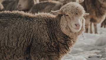 MERINO - NATUR PUR MIT UNSEREN BEANIES UND NECKWARMERS