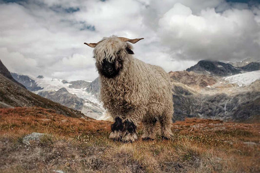 Walliser Schwarznasenschaf