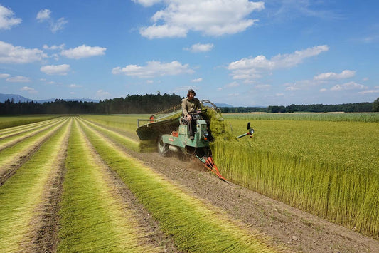 Vom Feld zur Faser: Wie SwissFlax die Renaissance des Flachs in der Schweiz anführt