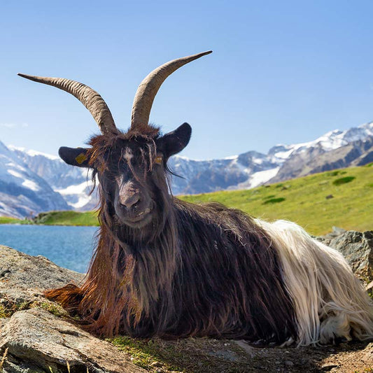 Walliser Schwarzhalsziege | Tschugger